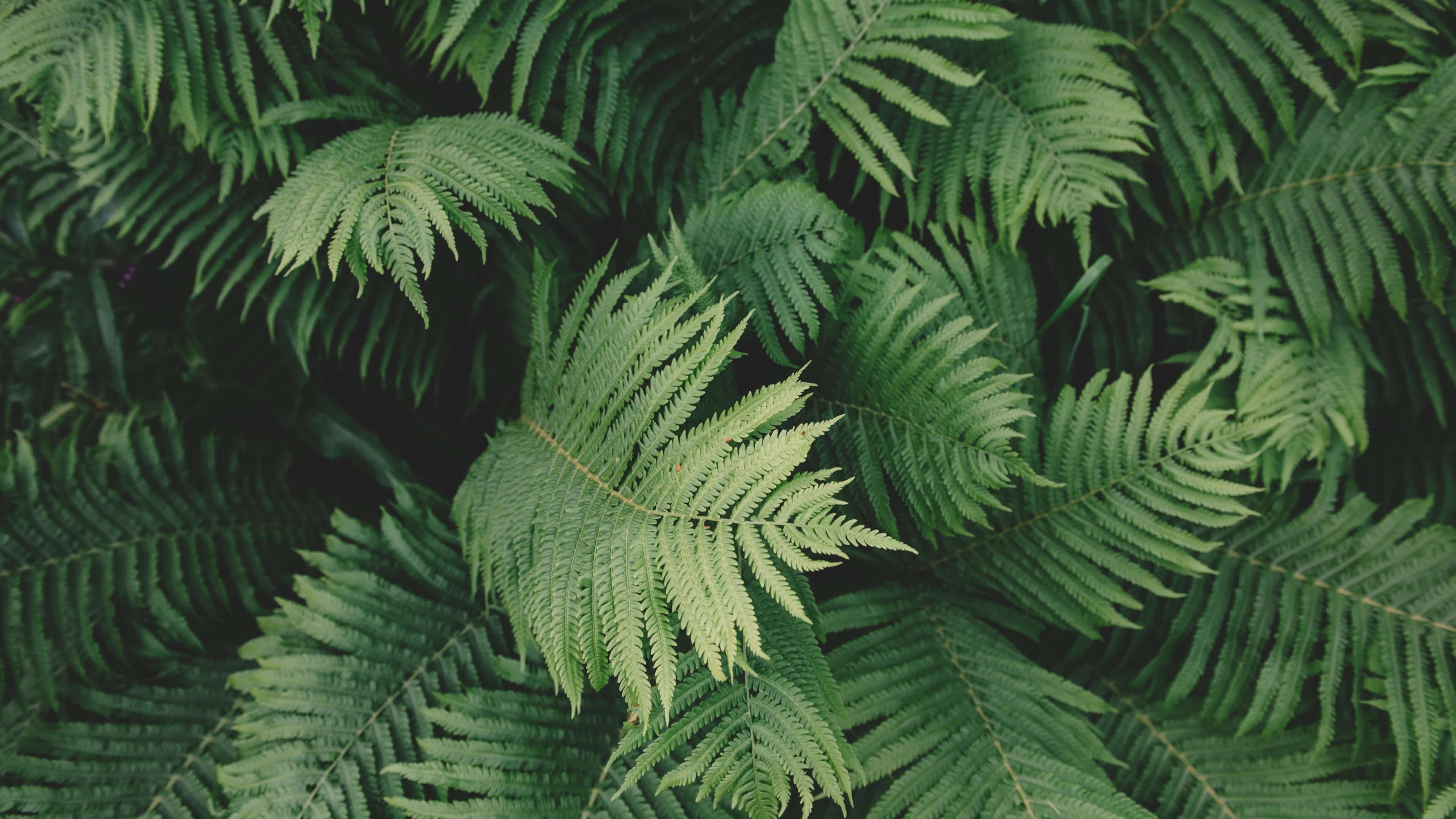 /finn/omarchy/raw/commit/a0aa6862f5a78454020fa4f3ba3e8393b02fff83/themes/gruvbox/backgrounds/1-grubox.jpg