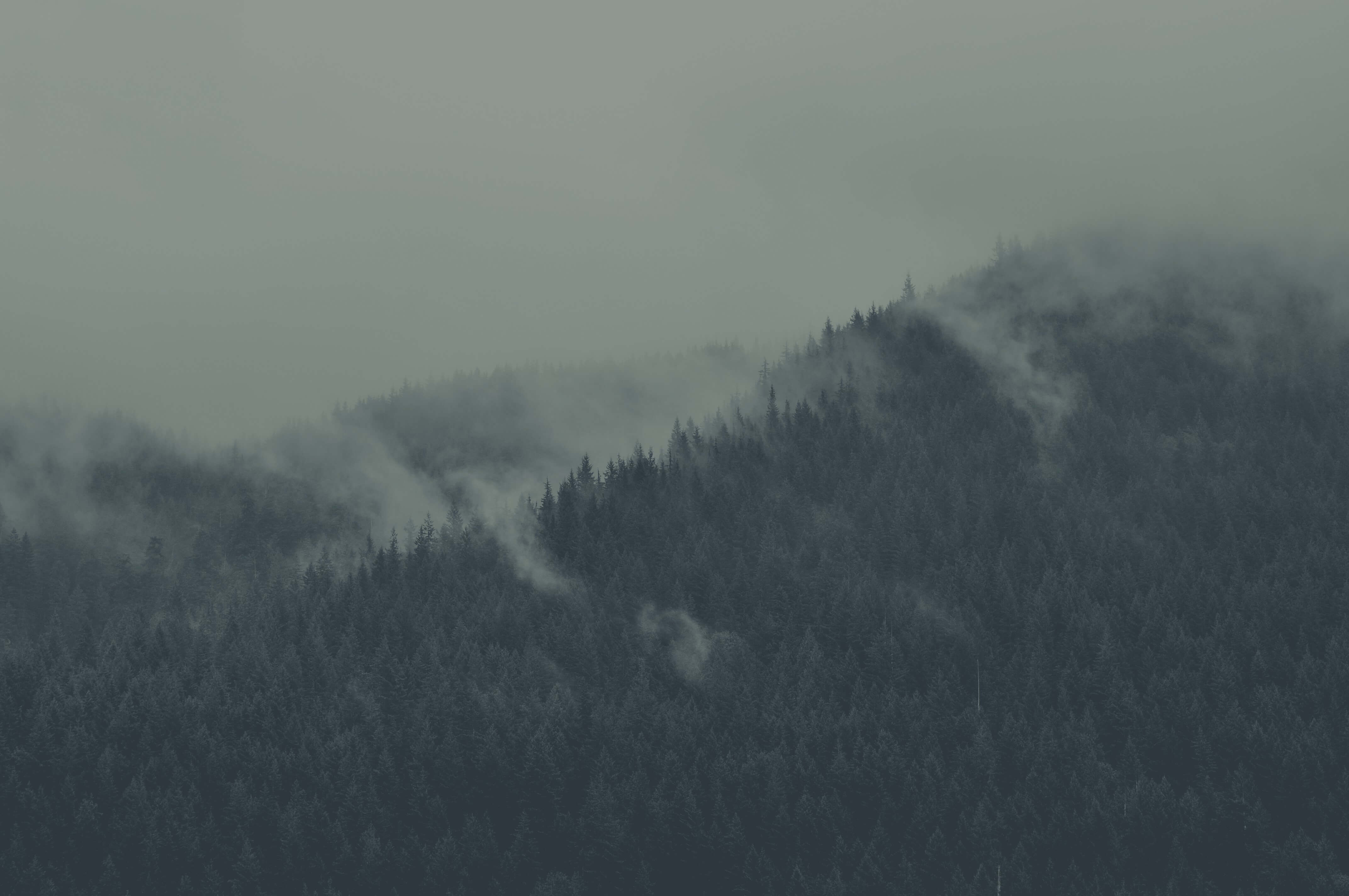 /finn/omarchy/raw/commit/df13763d42bc9ea19b34c3b5583652e6b869393c/themes/everforest/backgrounds/1-everforest.jpg
